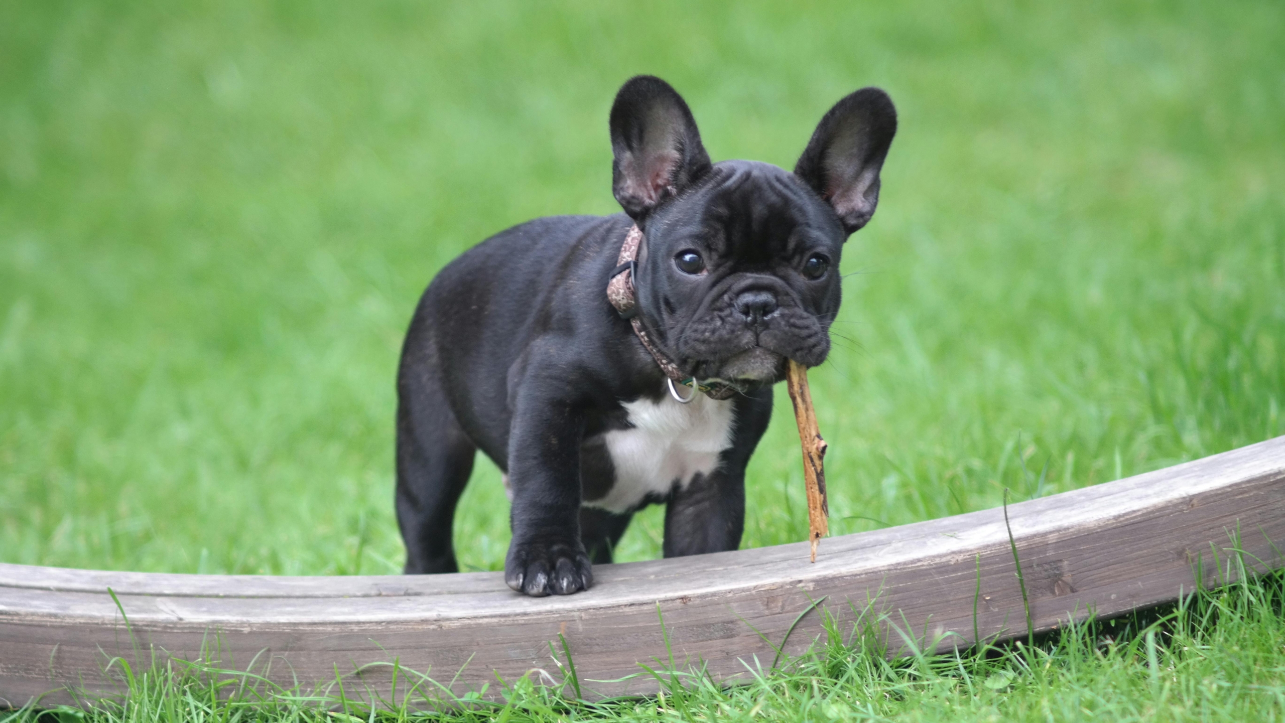 a french bull dog puppy
