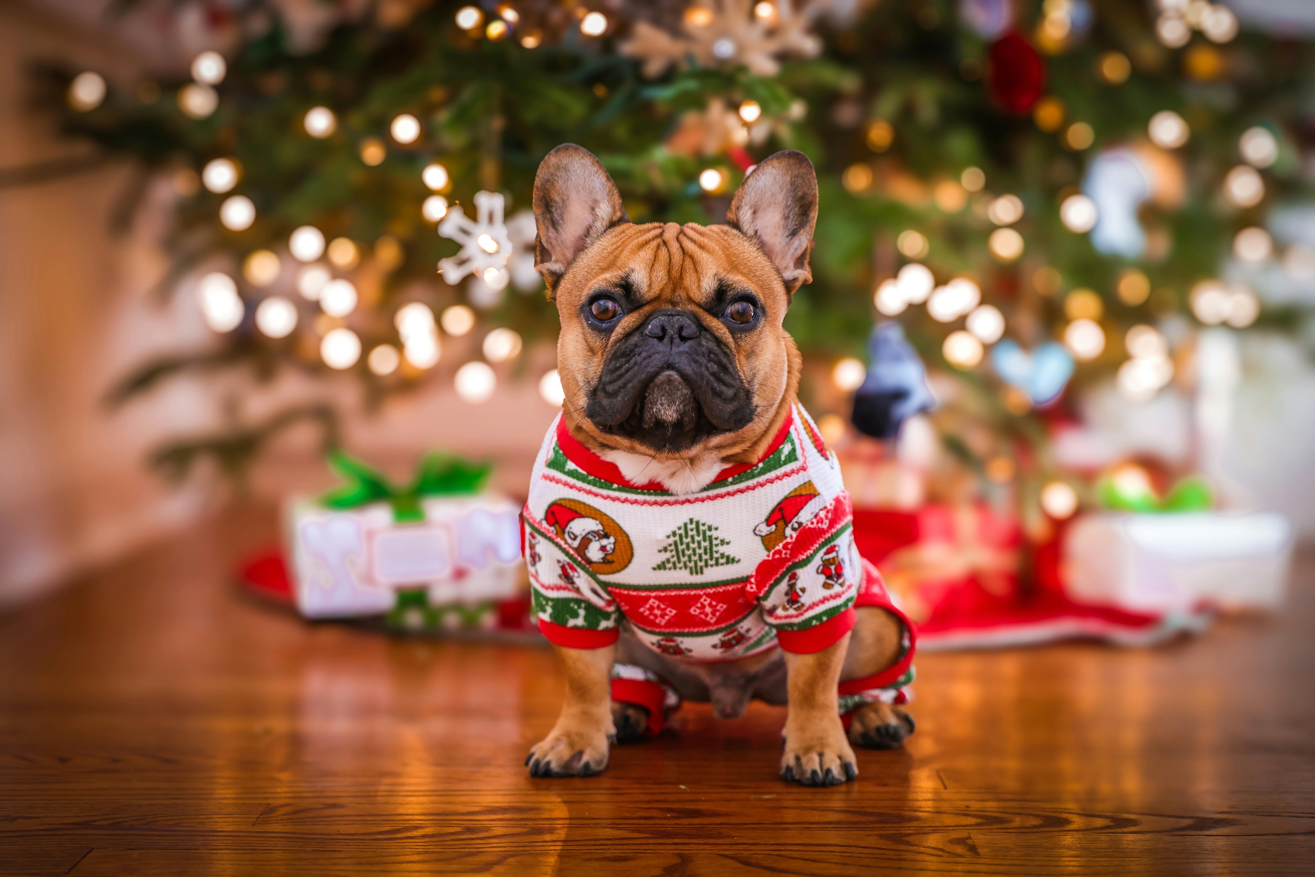 a french bull dog sitting in front of a christmas tree wearing a christmas sweater