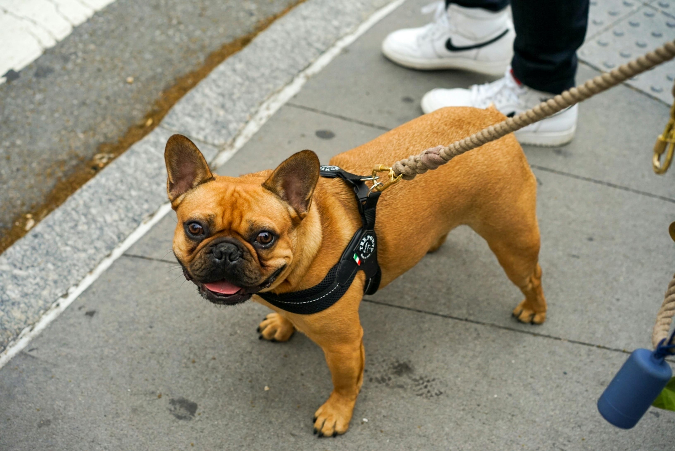 a french bull dog on its leash