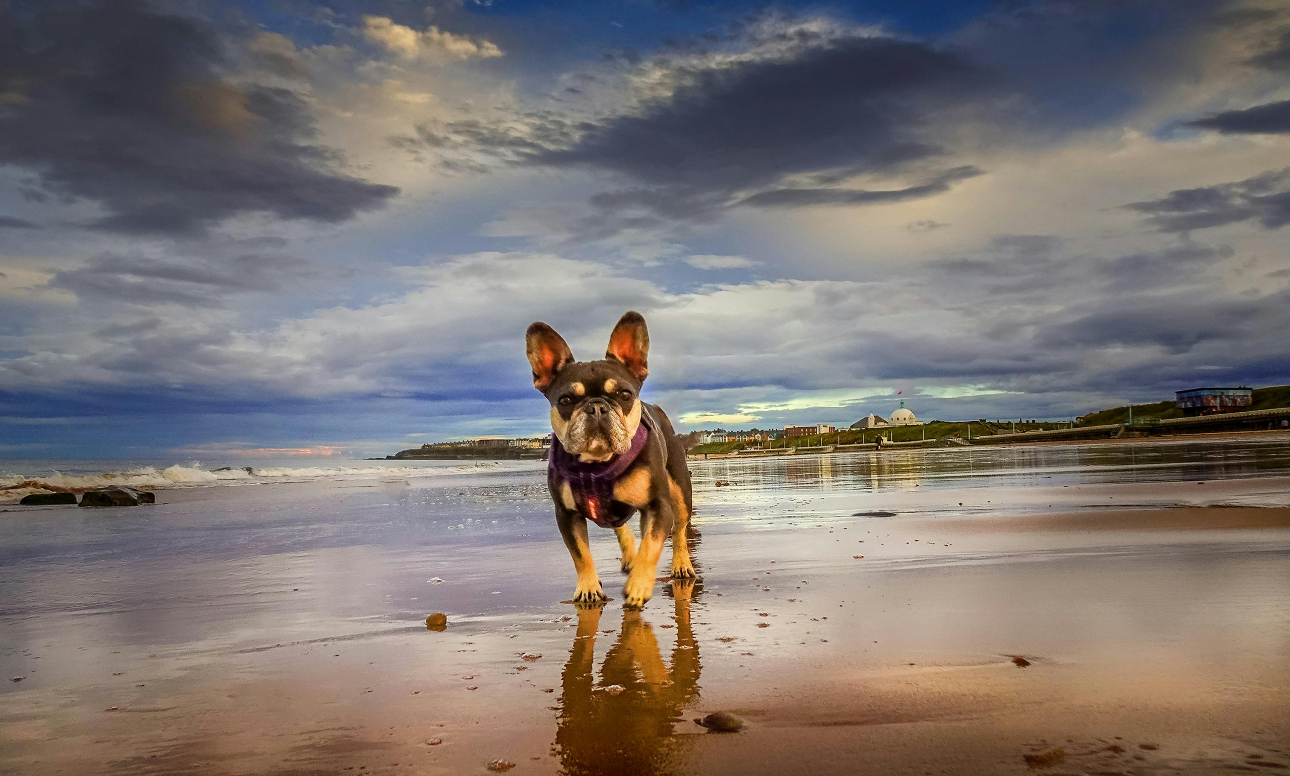 A french bull dog walking along the beach
