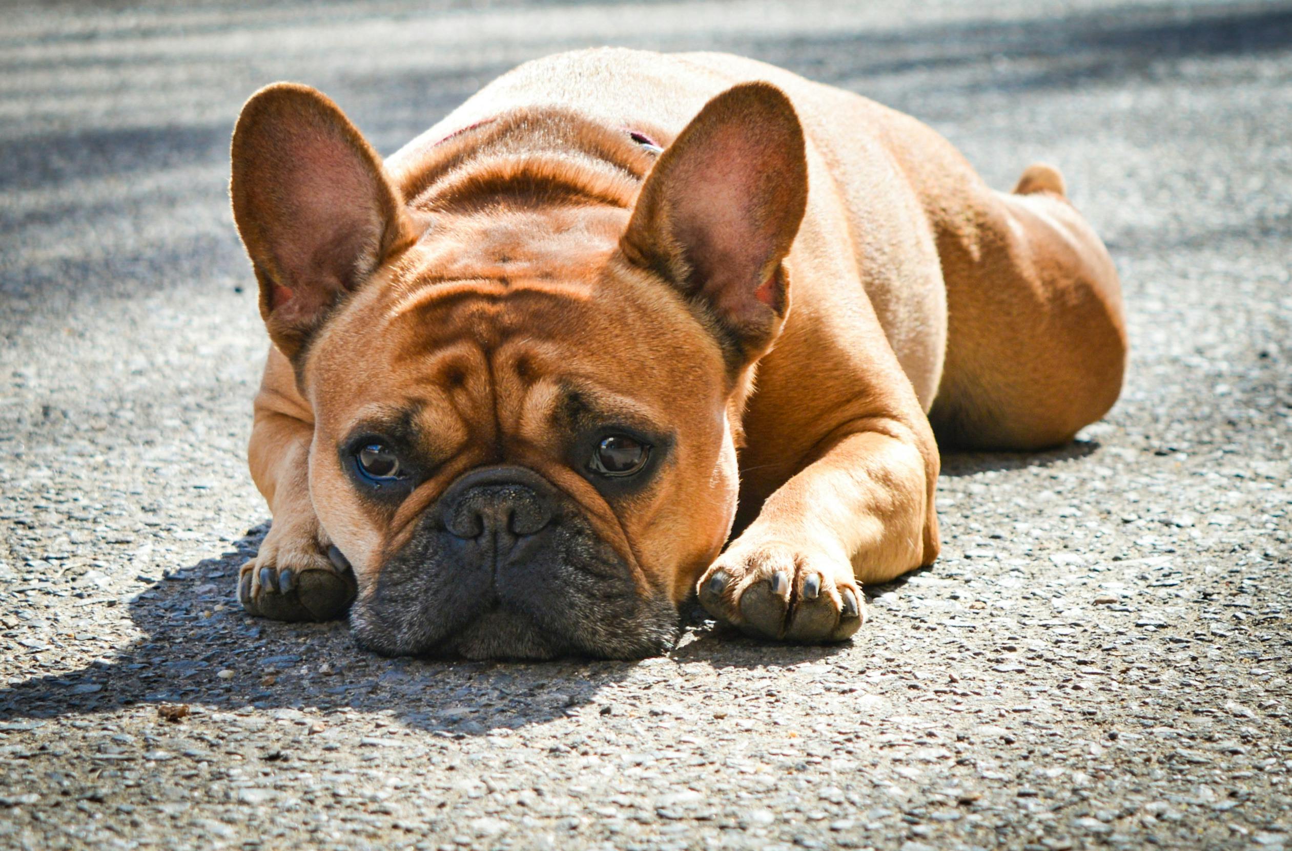 a french bull dog laying on the ground resting