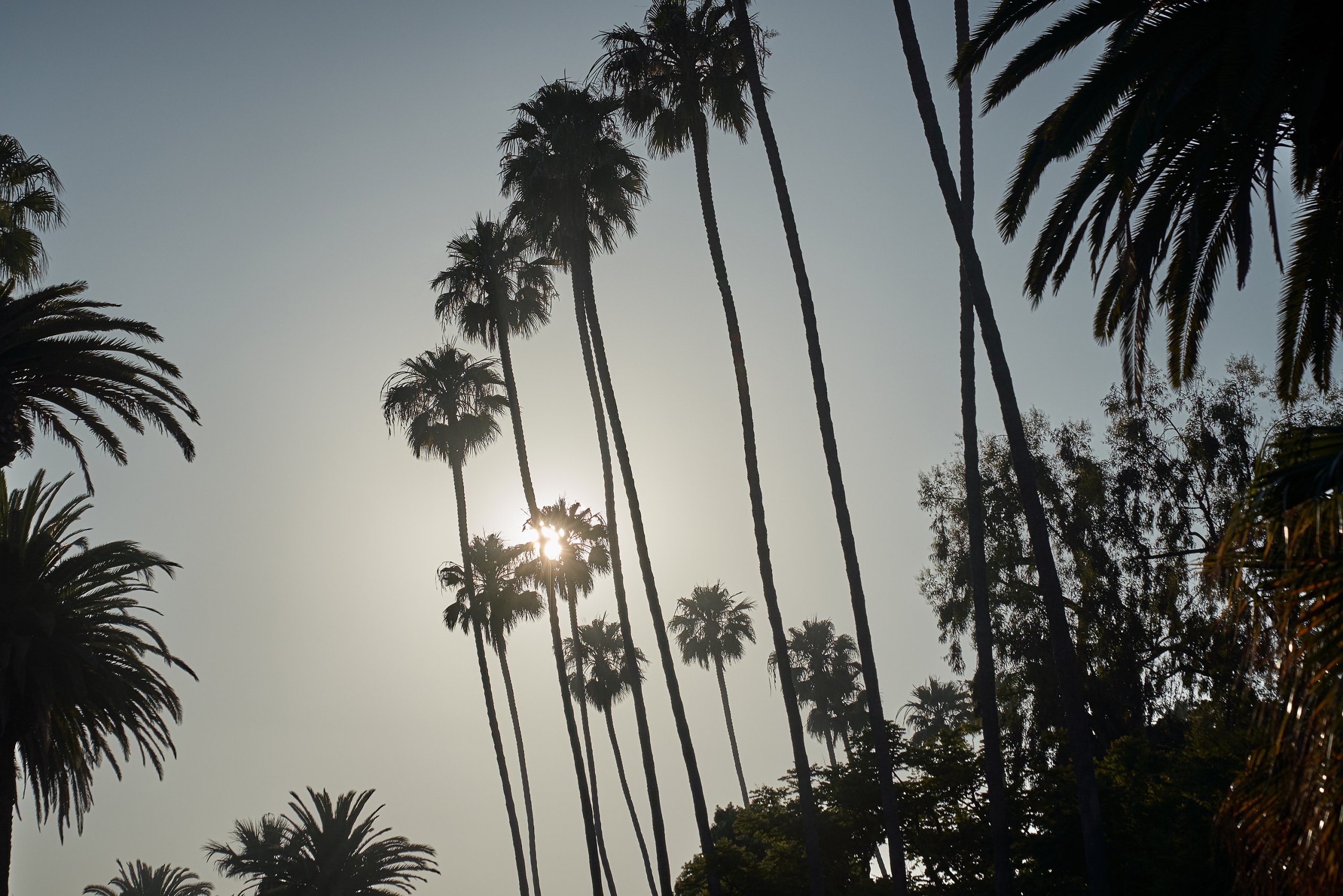 Palm trees in West Hollywood