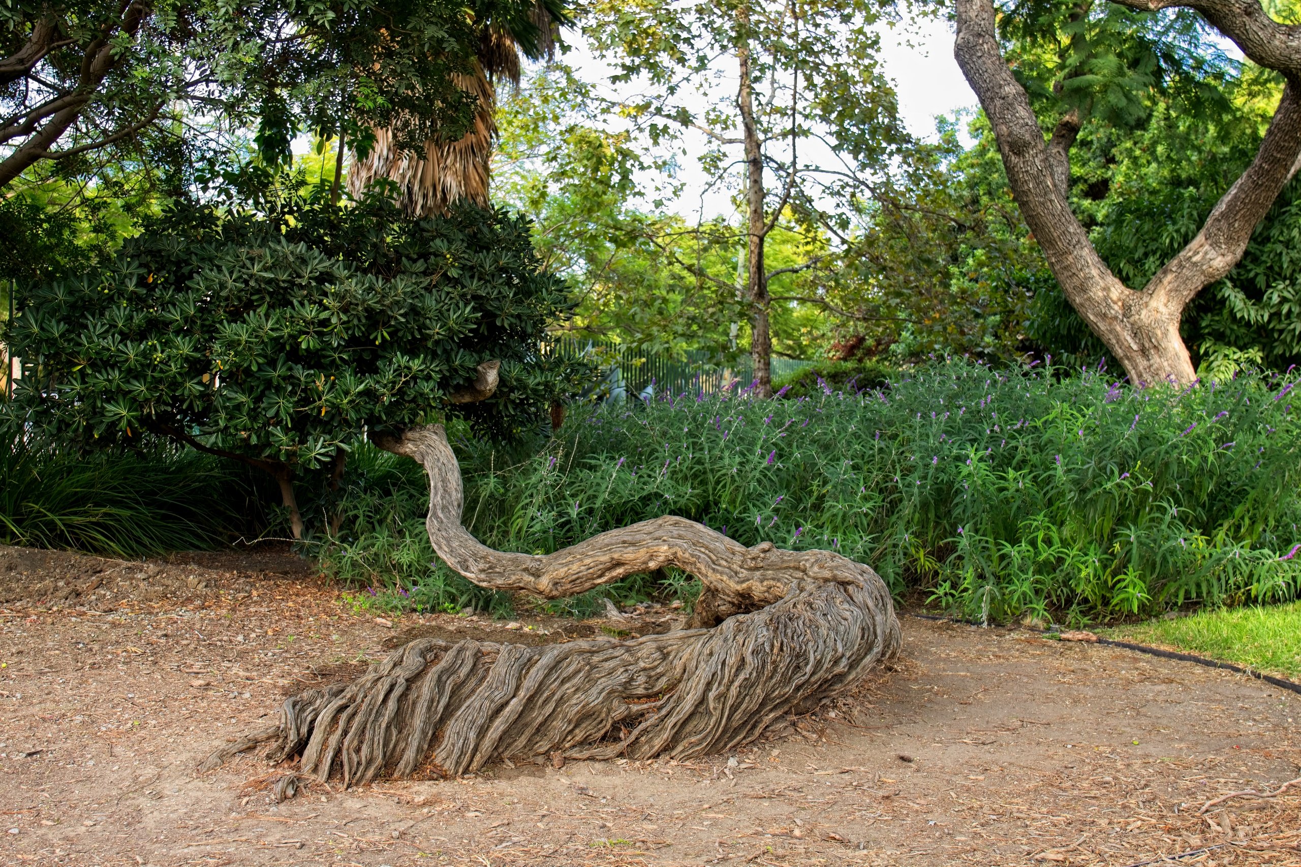 A strange and detailed tree trunk growing along the ground, with green vegetation in the background, La Brea Tar Pits, Los Angeles, California.