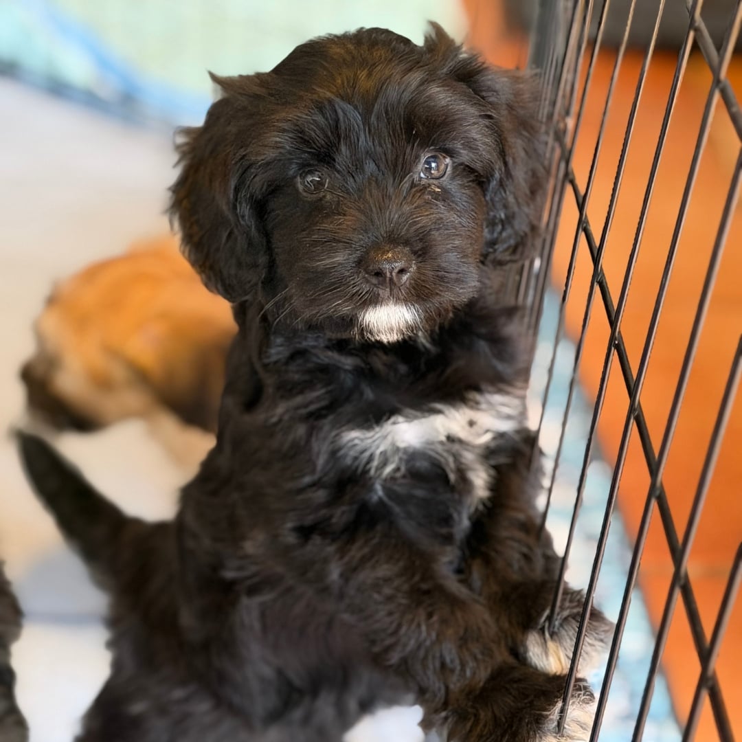 Adoptable puppy standing on hind legs